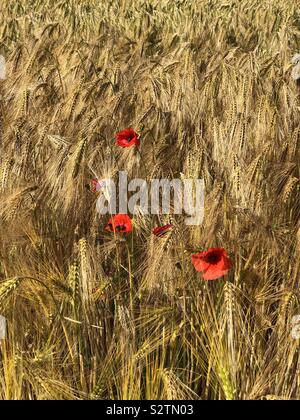 "Wo sind wir?" Mohnblumen auf einem Feld von Gerste stehen vor der Ernte. Stockfoto