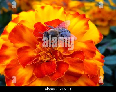 Nahaufnahme eines Honig Biene auf studentenblume (Tagetes) Blume Stockfoto