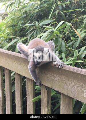 Lemur in Woburn Safari Park Stockfoto