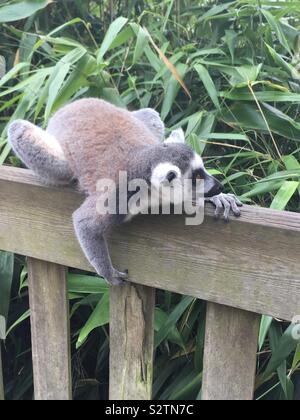 Lemur in Woburn Safari Park Stockfoto