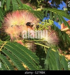 Albizua julibrissin Ombrella Seide, Baum, in Sardinien Stockfoto