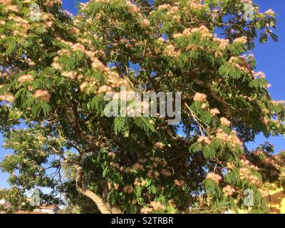 Albizia julibrissin Ombrella Seide, Baum, in Sardinien Stockfoto