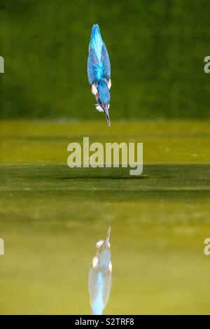 Tauchen Kingfisher mit Eingeklappten und Reflexion Stockfoto