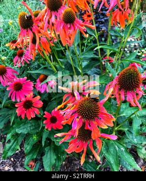 Bienen auf Sonnenhut Stockfoto