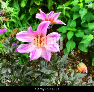 Dahlia pinnata Stockfoto