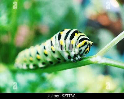 Makro einer Schwalbenschwanz Raupe, die auf einer Petersilienpflanze in New Jersey, USA, ruht. Stockfoto