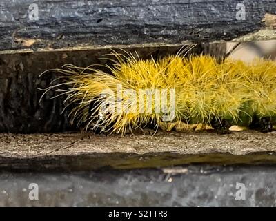 Leuchtend gelbe Fuzzy und Furry amerikanischen Dolch Motte (Acronicta americana) Caterpillar, die giftigen Wimpern. Stockfoto