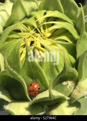 Marienkäfer auf einer Sonnenblume Stockfoto