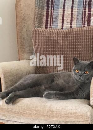 Slob Katze denkt, er ist König Stockfoto