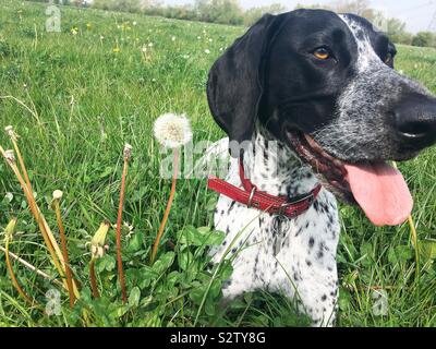 Deutsch Kurzhaar Pointer Hund liegend im Feld mit Löwenzahn und Klee Stockfoto
