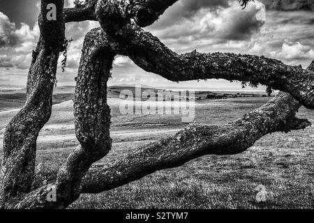 Knorrigen Baum Schwarzweiß Stockfoto