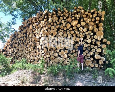 Riesigen Haufen von Bauholz mit Mann für Perspektive Stockfoto