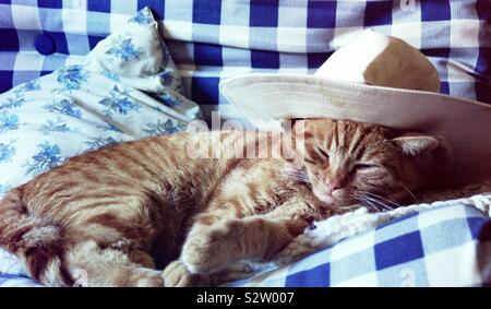 Cowboy Cat Stockfoto
