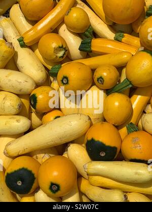 Mischung aus einer Vielzahl von Kürbissen und Squash im Spätsommer frisch zubereitet. Stockfoto