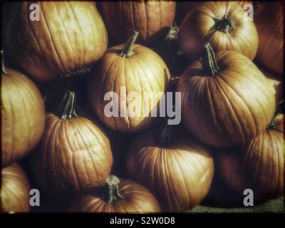 Dramatisches Herbststillleben der Kürbisse in Deep Shadow Stockfoto