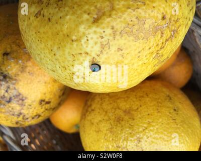 Orangen gepflückt frisch vom Baum aus einem Obstgarten, mit einem Steelblue Marienkäfer noch immer hängen. Stockfoto