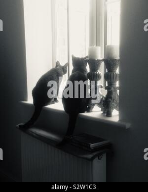 Zwei schwarze Katzen saß auf der Fensterbank mit Blick Stockfoto