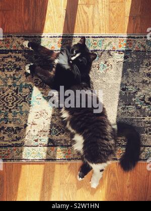 Schwarze Katze mit weißen Markierungen am Boden in der Sonne Stockfoto