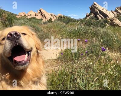 Happy Golden Retriever Hund an Vasquez Felsen Kalifornien Stockfoto