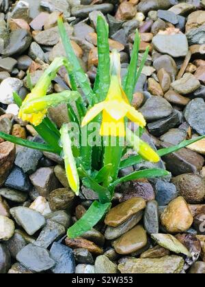 Leuchtend gelbe Narzissen, die durch Schotter im Regen wachsen. Nationalemblem von Wales - St David's Day Stockfoto