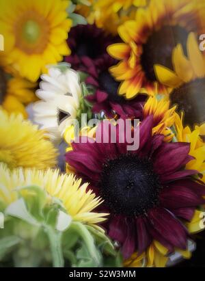 Nahaufnahme von einem bunten Strauß Sonnenblumen Stockfoto