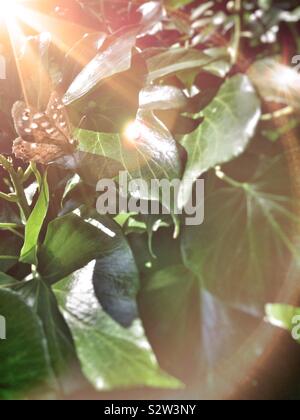 Hauhechelbläuling Schmetterling auf Blatt in England Stockfoto