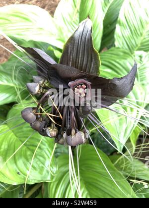 Eine Tacca Chantrieri 'Black Bat'Blume. Stockfoto