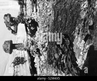 Der Strandabschnitt groyne mit Algen und Muscheln auf die Sussex Strand in England, Großbritannien Stockfoto