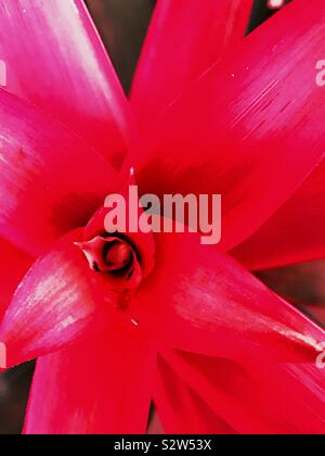Red bromelie Blüte Detail Stockfoto