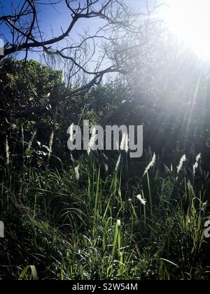 Wispy Gräser und Blumen leuchten in der frühen Morgensonne Stockfoto