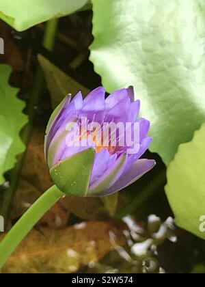 Ambal aka Purple Water Lilly, Lilac Farbe Blume, Nymphaea Purple Blume, schwimmende Blumen Stockfoto