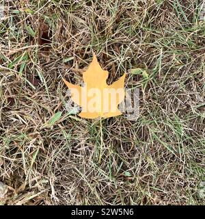 Maple Leaf auf Gras Stockfoto