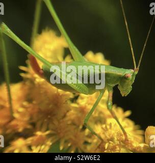 Weibliche fork-tailed Bush katydid mit prominenten ovipositor, auf goldrute Stockfoto