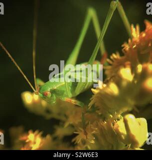 Weibliche fork-tailed Bush katydid auf goldrute Stockfoto