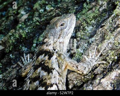 Sneaky Texas Eidechse versteckt in großer Baum mit seiner Tarnung peeking mit einem Auge. Stockfoto