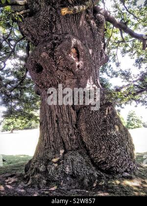 Alte alten Baumstamm Stockfoto
