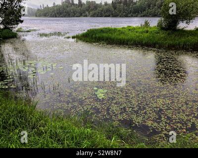 Die Ufer der Glomma In Troms County, Norwegen, auf einer nassen und regnerischen Tag im August. Stockfoto