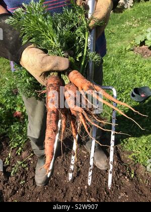 Frisch gegraben Bio Karotten aus einem Garten Zuteilung im Vereinigten Königreich im August 2019 Stockfoto