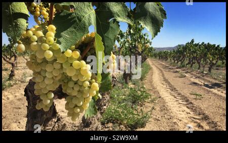 Macabeo reifenden Trauben am Weinstock, Katalonien, Spanien. Stockfoto