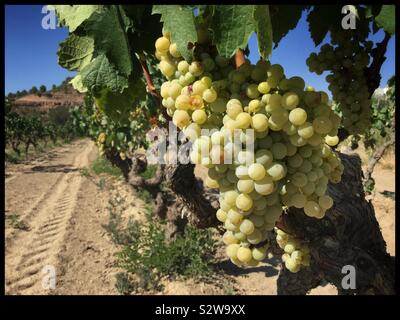 Macabeo reifenden Trauben am Weinstock, Katalonien, Spanien. Stockfoto