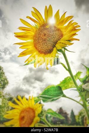 Sonne scheint durch eine Sonnenblume im King Edward VII Park, Wembley Stockfoto