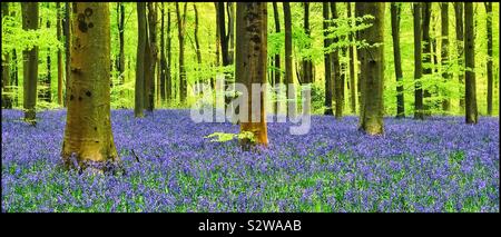 Eine klassische Ansicht eines britischen Woodland im Frühjahr - Der kultige Bluebell Blumen (Hyacinthodes non Scripta) in voller Blüte sind. Foto - © COLIN HOSKINS. Stockfoto