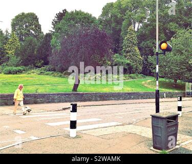 Eine Frau kreuzt die Straße mit ihrem Hund, mit einem zebrastreifen von einem Park Stockfoto