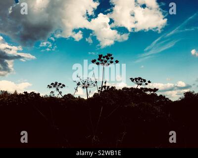 Wilde Disteln Silhouette gegen einen blauen bewölkten Himmel Stockfoto