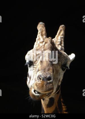 Eine Giraffe kauen Der cud stehen in einem Türrahmen des Gehäuses im Zoo. Die gibt einen schwarzen Hintergrund aus der Dunkelheit hinter Stockfoto