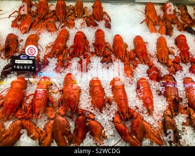 Frisch gekochter Hummer auf Eis in einer Vitrine. Bereit zu essen oder zu versenden weltweit. Gutes Essen. Lokal. Vom Atlantik. Ebenfalls in Maine, USA. Keine Verpackung. Stockfoto