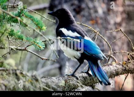 Schwarz-billed Elster, Pica hudsonia Stockfoto