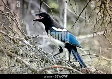 Schwarz-billed Elster, Pica hudsonia Stockfoto