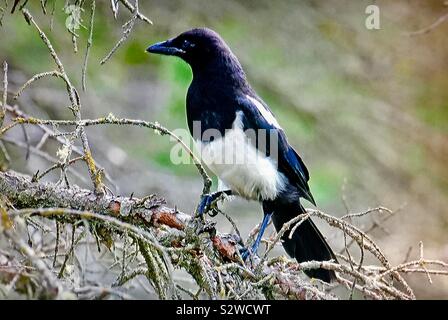 Schwarz-billed Elster, Pica hudsonia Stockfoto