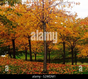 Reiner Herbst! Lebendige Herbstbäume mit leuchtend gelben und orangefarbenen Blättern, die wie Konfetti der Natur über den Boden verstreut sind. Stockfoto